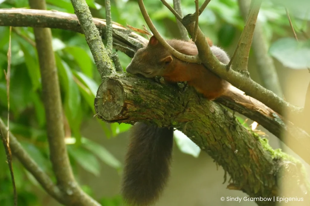 Kein Stress. Selbst Eichhörnchen entspannen.