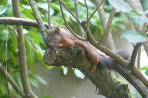 schlafendes Eichhörchen