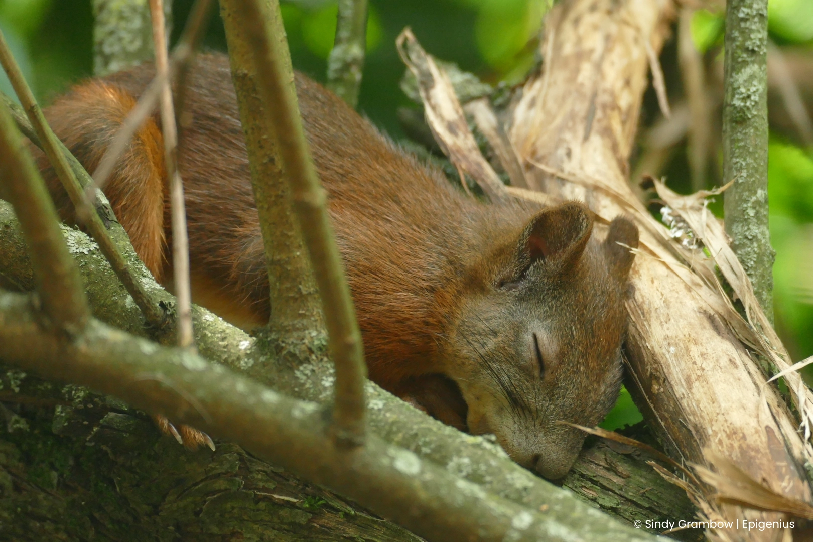 Ein schlafendes Eichhörnchen auf einem Ast