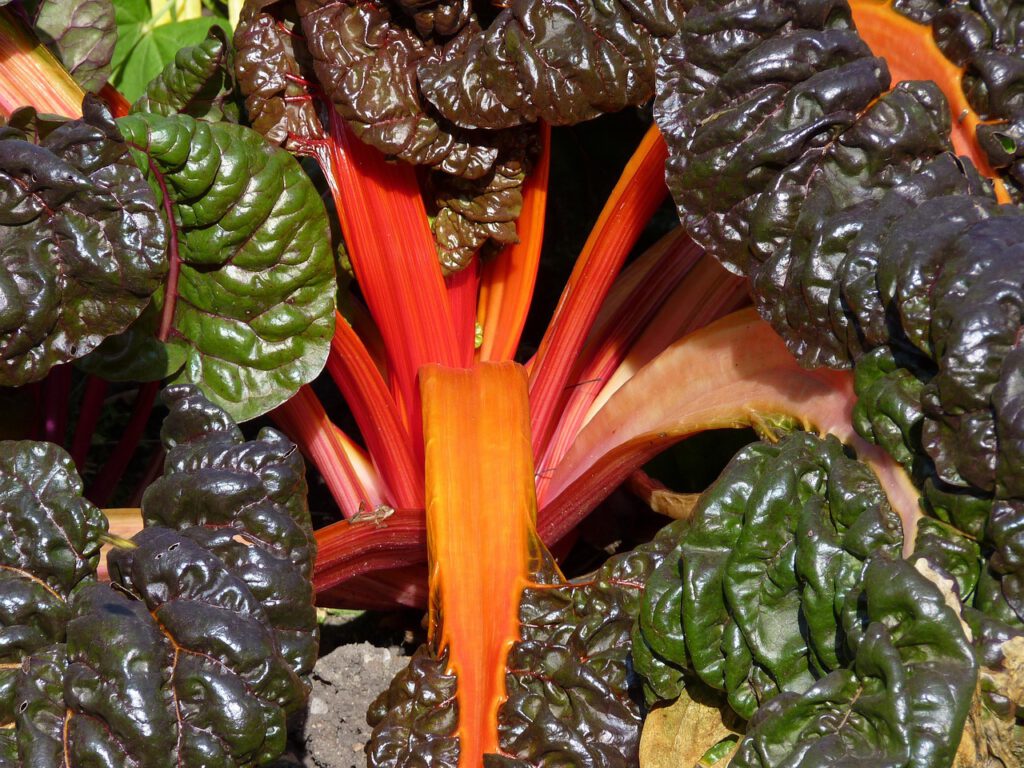 Mangold mit rotem Stängel