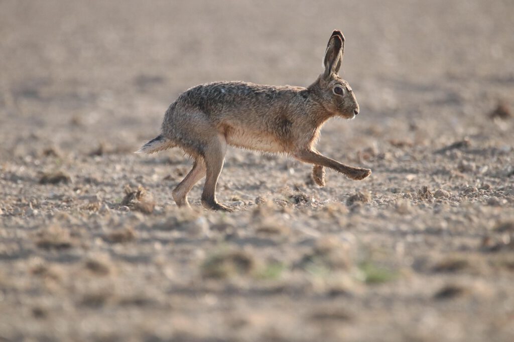 Hase im Lauf