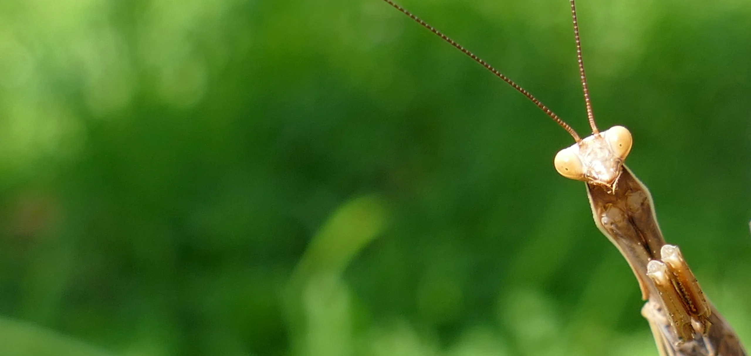 Gottesanbeter, Insekt